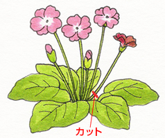 栽培管理 プロ監修 プリムラ ポリアンサの育て方 色 形が多彩な花