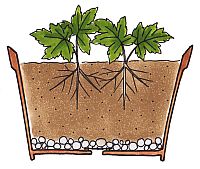 準備と植えつけ プロ直伝 シラネアオイの育て方 生育適温を気にしていますか