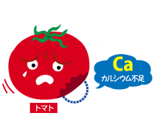 カルシムが不足したトマトのイラスト