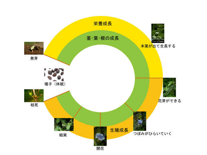 アサガオ（１年草）のライフサイクル