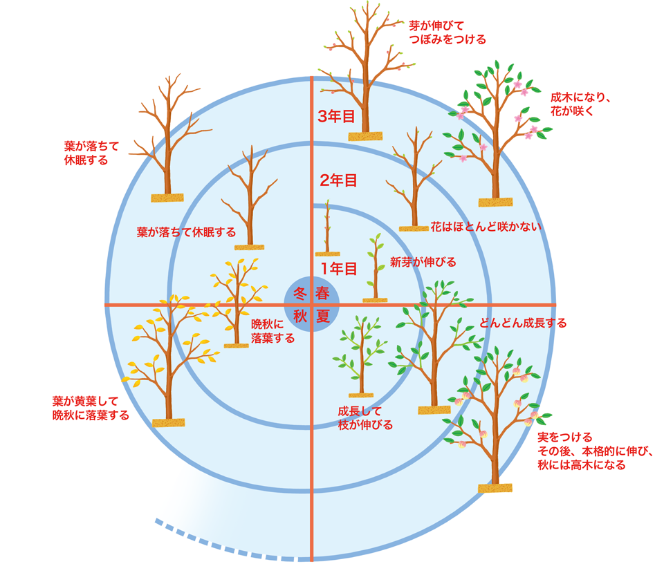 モモ（果樹）のサイクル