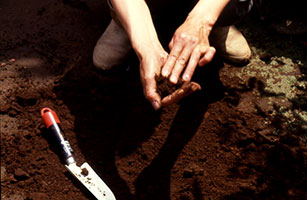 耕した土から適度に湿った土を手に取り、ぎゅっと握る 