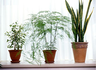 観葉植物など室内で栽培する