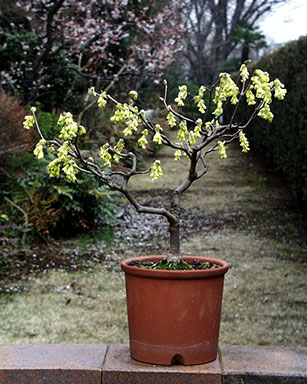 寄せ植えで栽培する