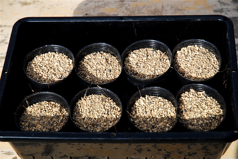  ① ３号ポットにタネまき用土を８分目ほど入れ、育苗箱に並べる。