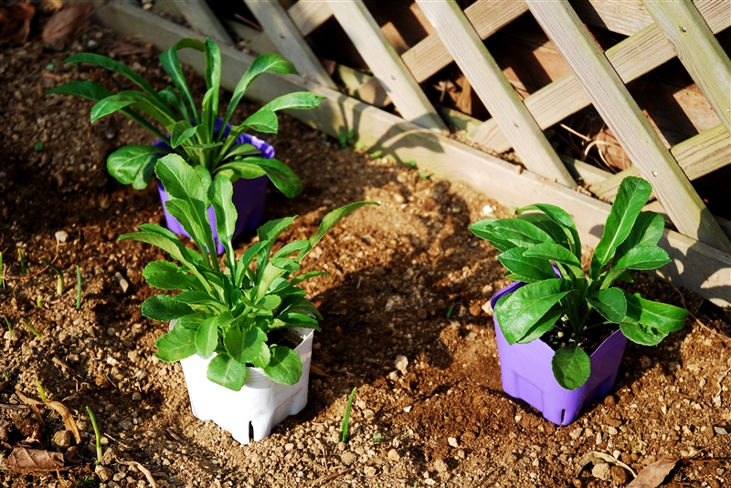 花壇にポット苗を植える 住友化学園芸