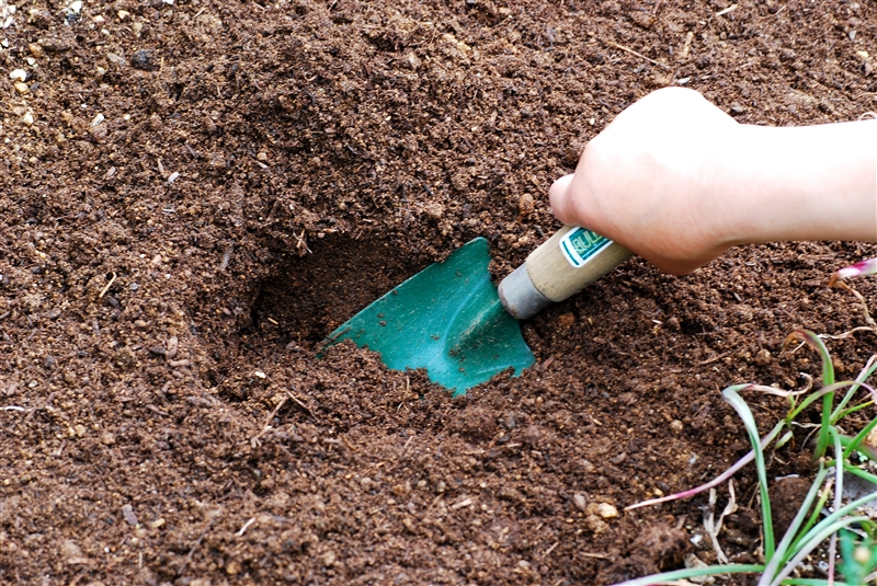 ② 移植ゴテで根鉢と同じ高さの穴を掘る。