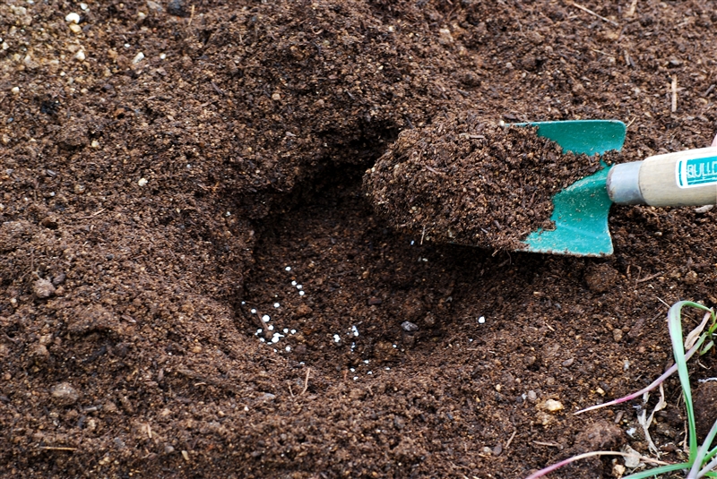 ③ 緩効性の化成肥料を入れて土とよく混ぜる。