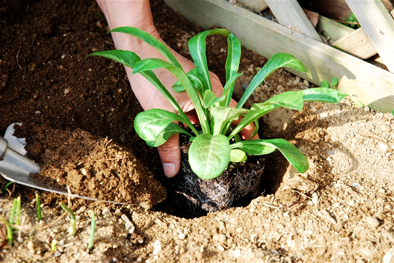 ⑥ 植え穴に苗を入れ、地面の高さと根鉢の表面が同じ高さになるように植える。