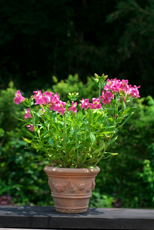 開花期５～７月