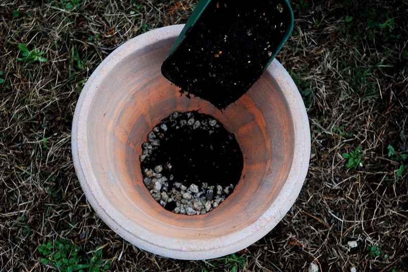 ③ 鉢の高さの1/3くらい用土を入れる。この用土の量で植え込む高さを調整する。