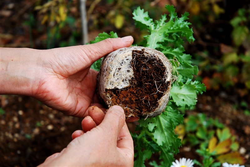 ④ できるだけ根鉢の内部は崩さないようにして、フェルト状の根をはがして植え付ける。