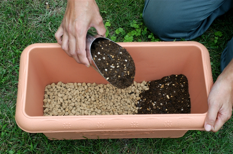 ① プランターの底に２㎝程度大粒の赤玉土を敷き、ウォータースペースがとれる程度に用土を入れる。