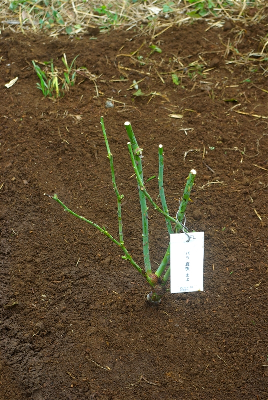 庭木 果樹苗の植え付けのポイント 住友化学園芸