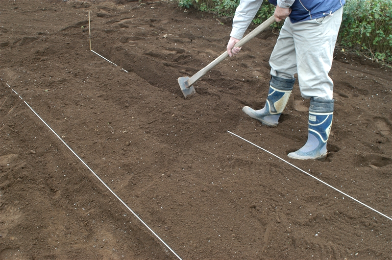 ② 紐の外から鍬で土をすくい、土を盛り上げて畝を立てる。