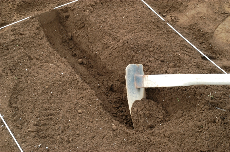 ③ 溝肥を施すために、畝の中央に深さ20～30㎝、クワの幅（15㎝）の溝を掘る。