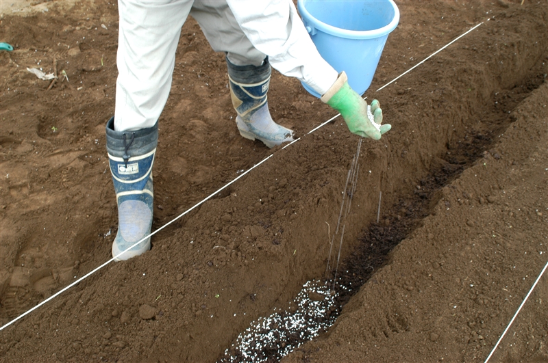 ④ 溝に堆肥を均等にまき、その上に化成肥料をまく。