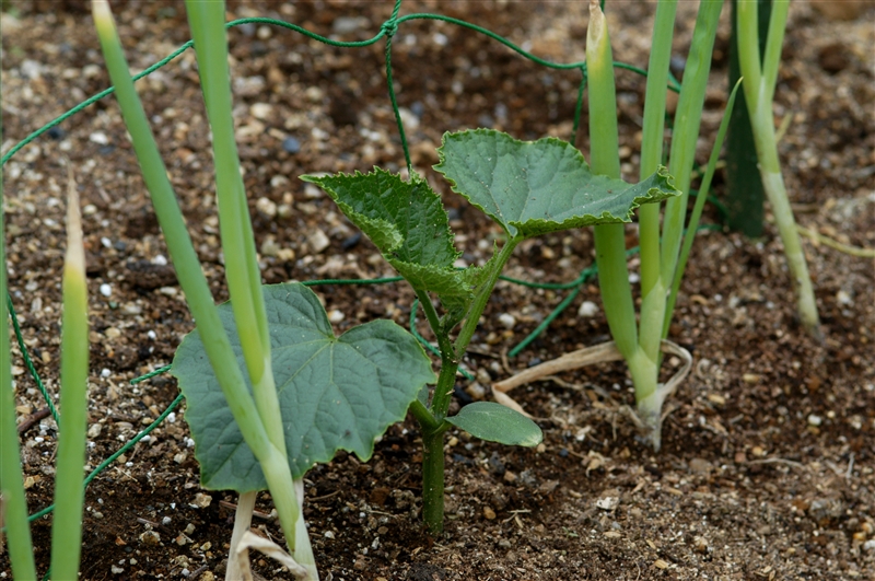 ネギとキュウリを一緒に植えると、キュウリのつる割れ病が発生しにくい。