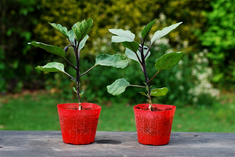 ① 植え付け適期の苗は本葉７～９枚で、つぼみや一番花がついているもの。