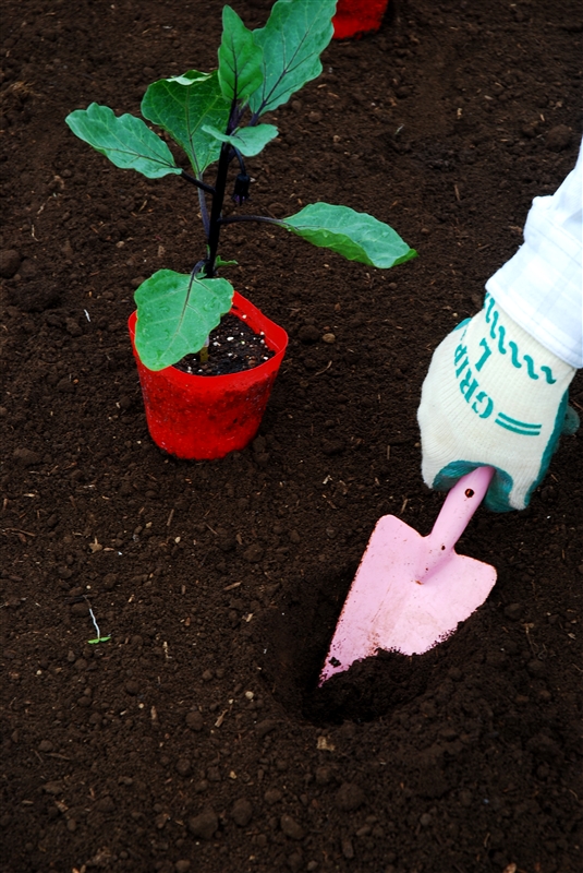 ③ 根鉢の大きさの植え穴を掘る。