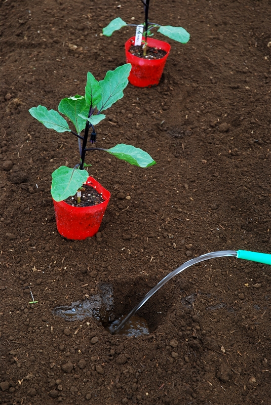 ④ 植え穴に十分水を注ぐ。