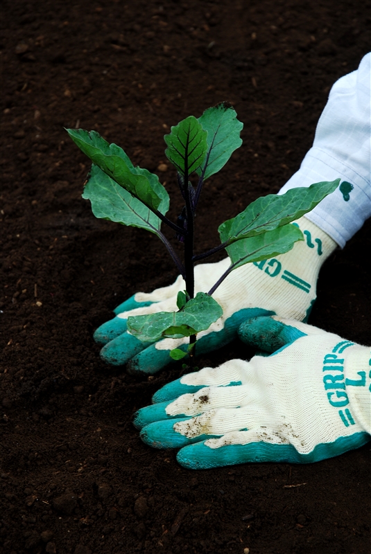 ⑥ 植え穴の水が引いたら根鉢を崩さずに、子葉を埋めないように、浅く植えつけ、株元を軽く押さえて安定させる。