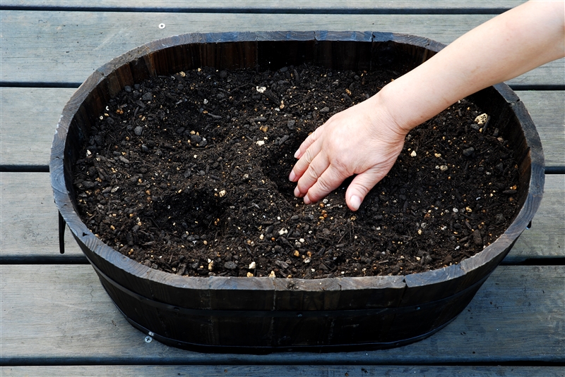 ③ 15～20㎝の間をあけて、根鉢より大きめの植え穴を掘る。
