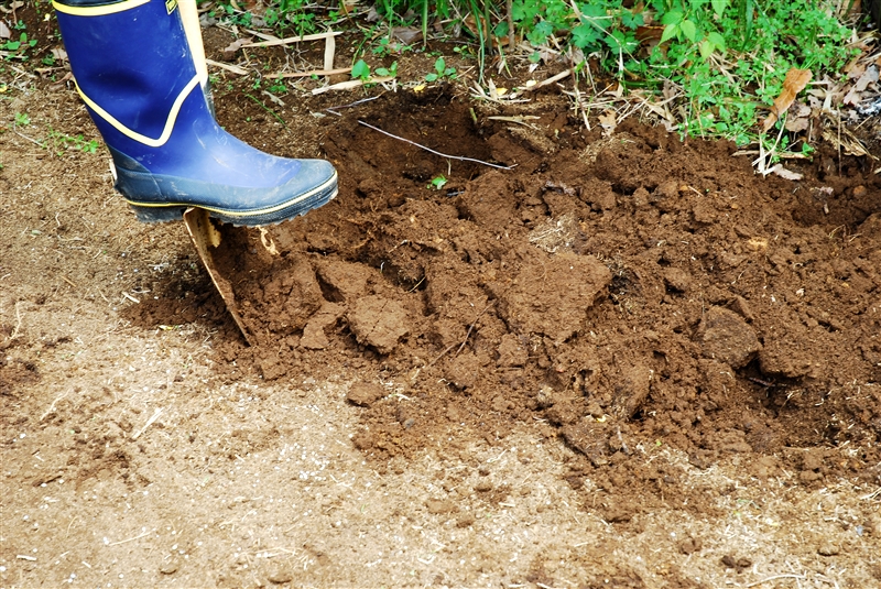 ① 根がよく張れるように、ショベルを肩まで入れて20～30㎝ほど掘り起こし、よく耕す。