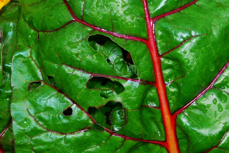 花や葉に食害のあとがないか