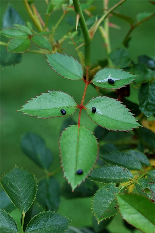 鉢の周辺や葉に害虫の糞が落ちていないか