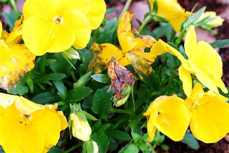 花がらは見逃さずに摘み取る