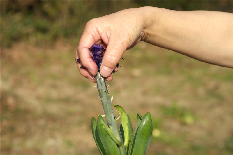 次々と花を咲かせる 花がら摘み 住友化学園芸