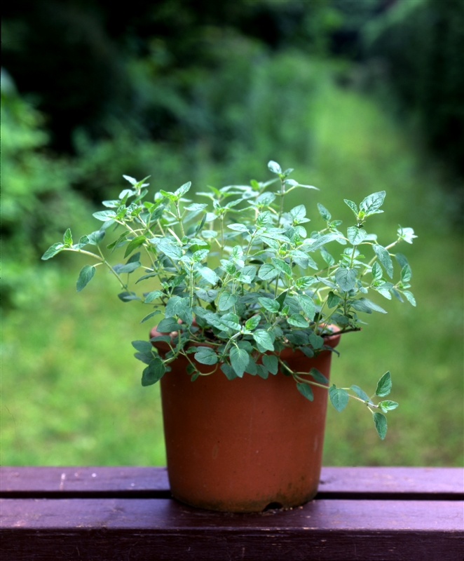 ③ しばらくすると、新芽が勢いよく伸び、こんもりと茂る。