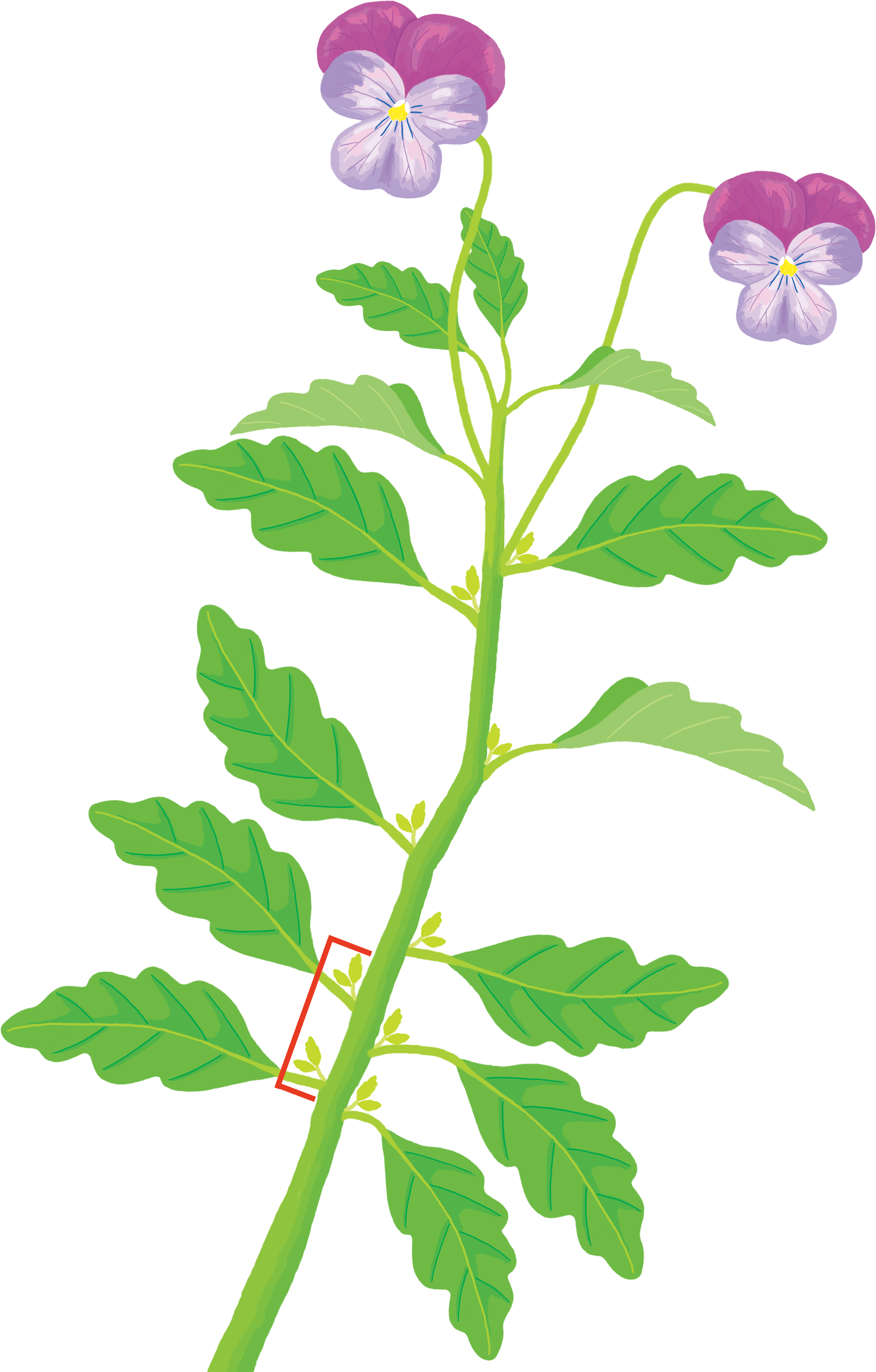 わき芽を確かめ、節間が詰まった部分で切り戻す