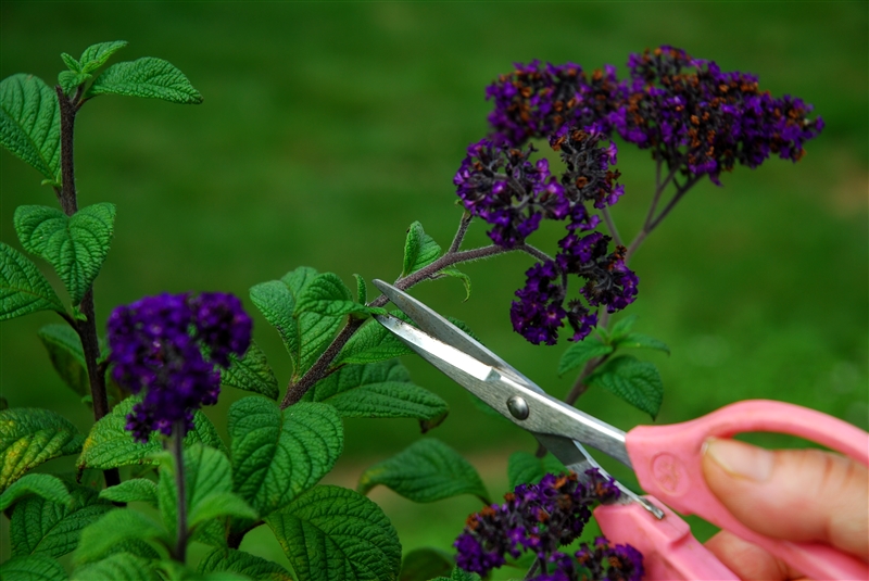 ② 開花枝は、芽を確かめて切り戻し、株姿を整える。