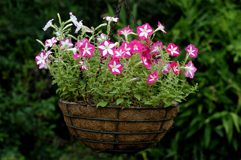 ① 花期が長く、花が咲き終わるころは節間が間延びして見苦しくなる。