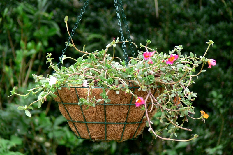 ① 花芽が枝先につくので、開花が一段落して花つきが少なくなったら、切り戻してわき芽を出させると、枝先に新しい花芽がつく。