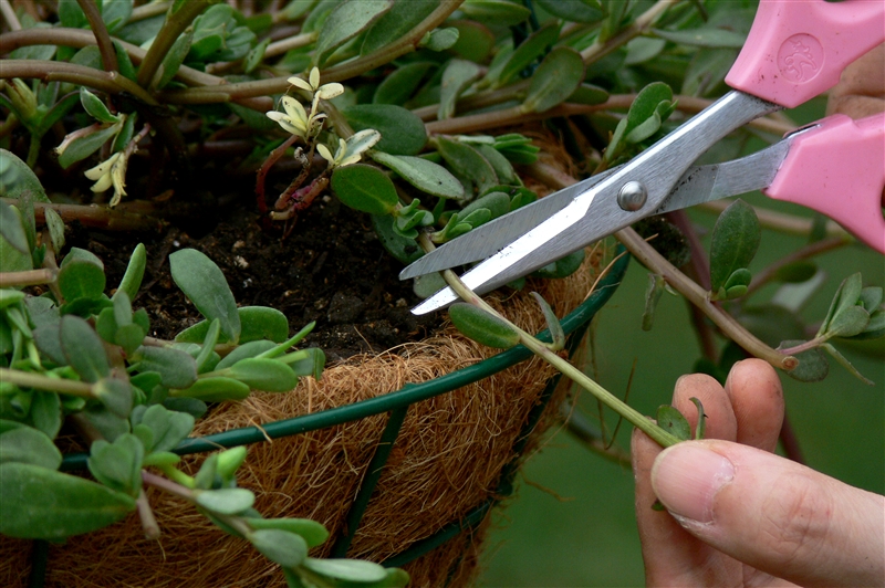 ② 鉢の縁に沿って、ハサミで枝を切る。切り取った枝は挿し芽に利用できる。