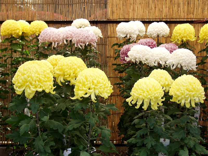 姿を整え 大きな花を咲かせる芽かきと芽摘み 住友化学園芸