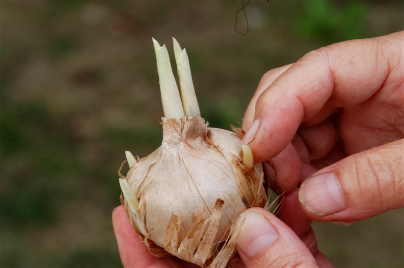 姿を整え 大きな花を咲かせる芽かきと芽摘み 住友化学園芸