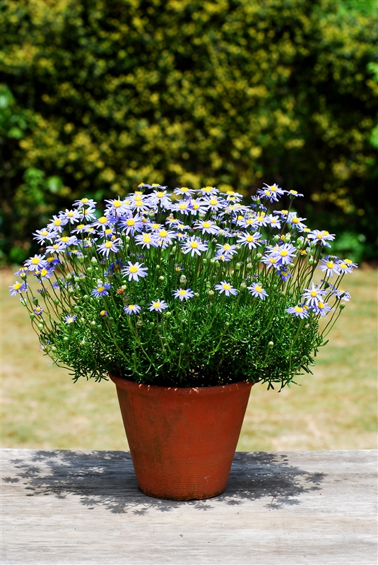 ⑥ 花が一段落したら、毎年花後に植え替えるとたくさんの花が咲いて見事。