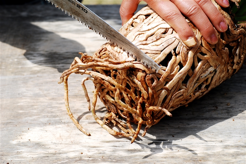 ② 新しい鉢に根が入りきらないときは、根鉢の下を水平に切り、鉢に入るように調整する。