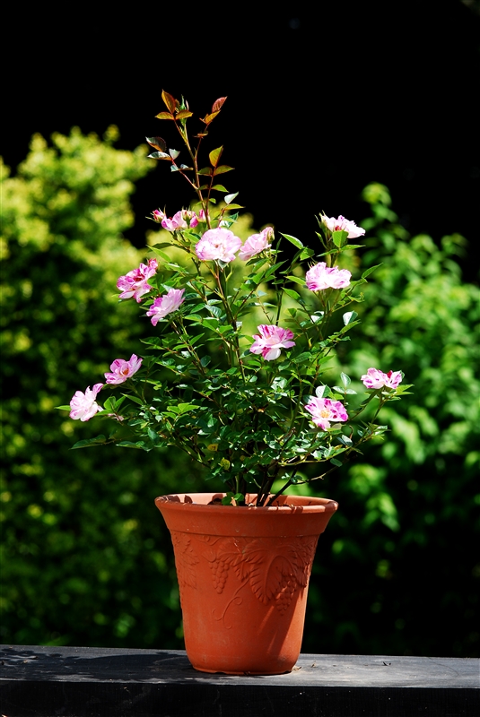 植え替えてまたよく花が咲くようになった