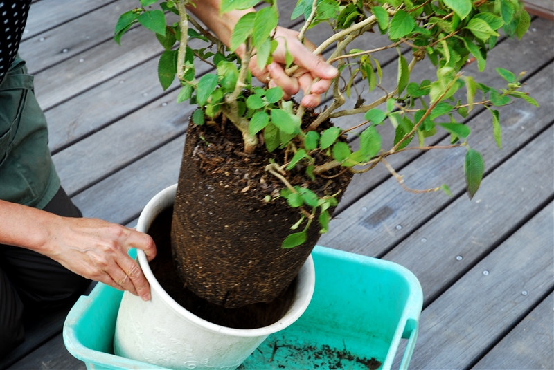 花木 庭木の植え替え 住友化学園芸