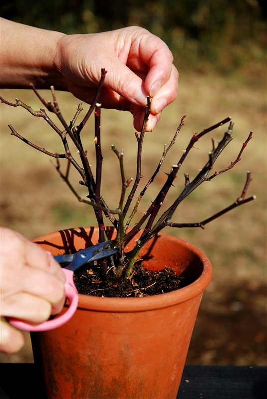 ① 植え替えの前に、株を若返らせるため、枝を５～７㎝に切り詰めておく。