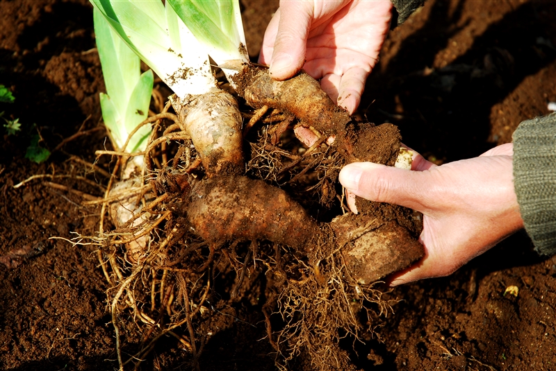 ① 根茎を掘り上げ、新芽のついた新しい根茎の付け根を手で分ける。