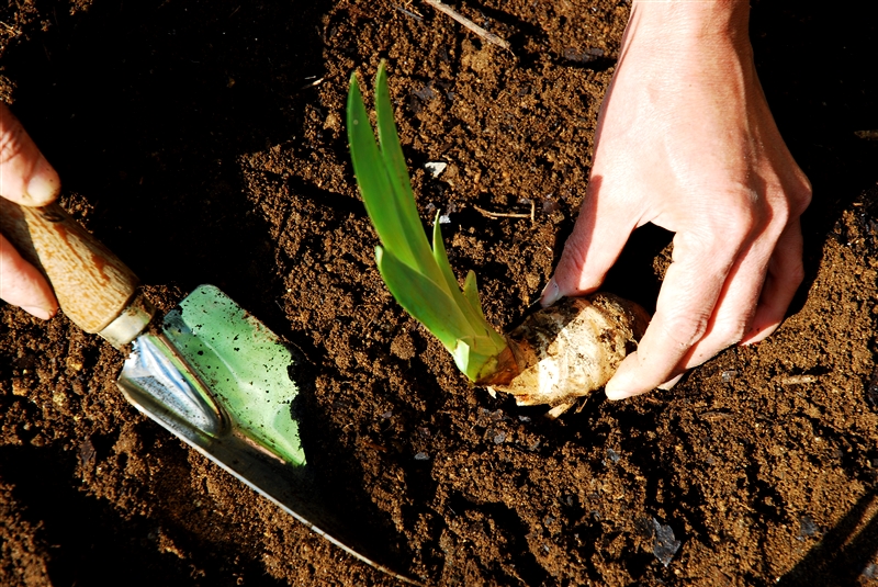 ③ 根茎の直径の半分が地上に出るように浅めに植える。連作を嫌うので場所を変える。