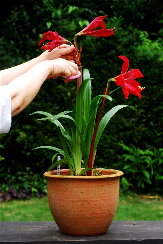 ① 花がらを取り除くと球根を太らせることができる。