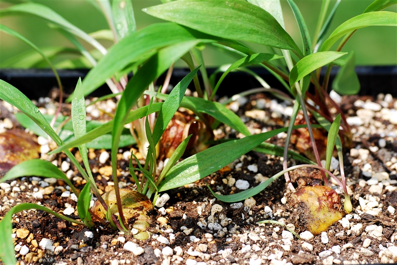 球根植物のふやし方 住友化学園芸