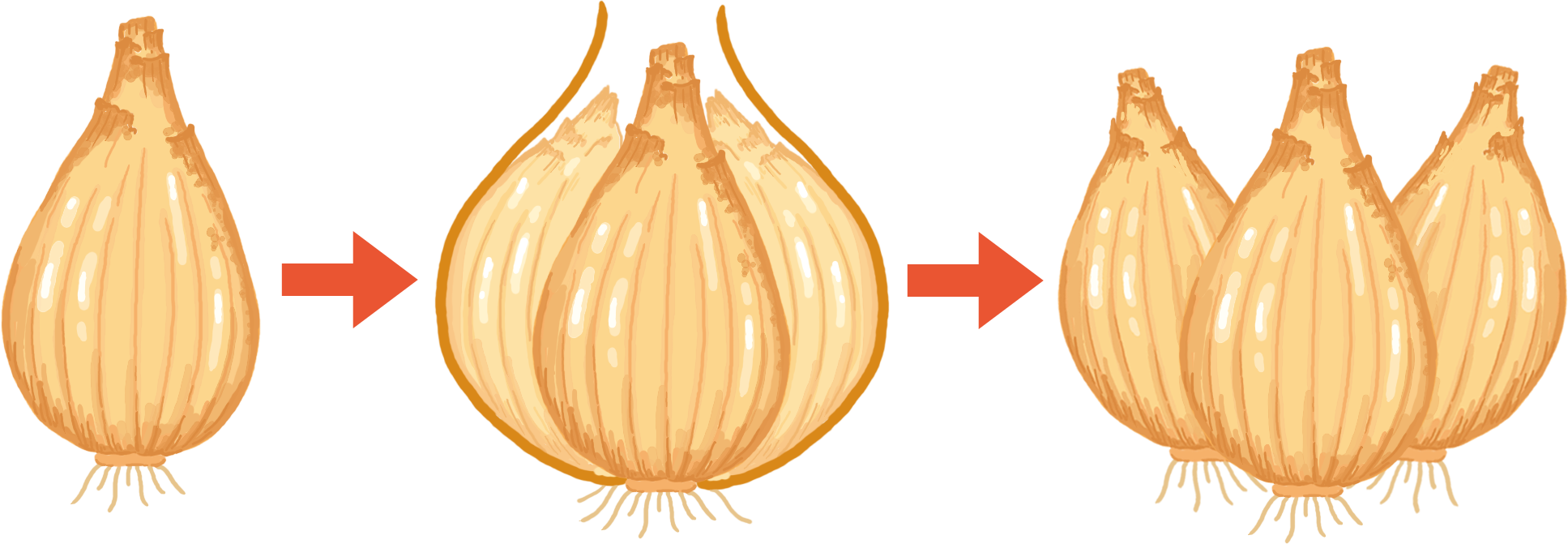 球根植物のふやし方 住友化学園芸